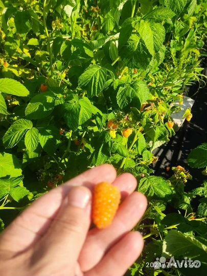 Саженцы малины ремонтандной Оранжевое чудо