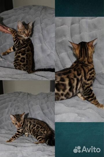 Бенгальские котята