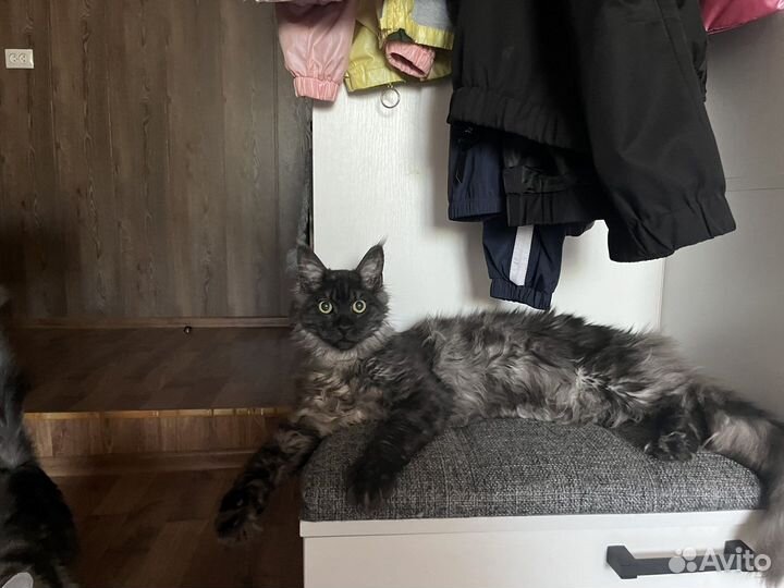 Котята майкун