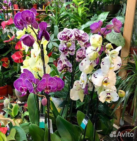 Орхидеи