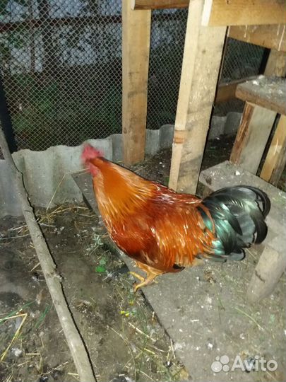 Кучинская юбилейная