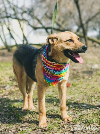 Собака в добрые руки отдам бесплатно