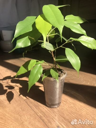 Фикус бенджамина