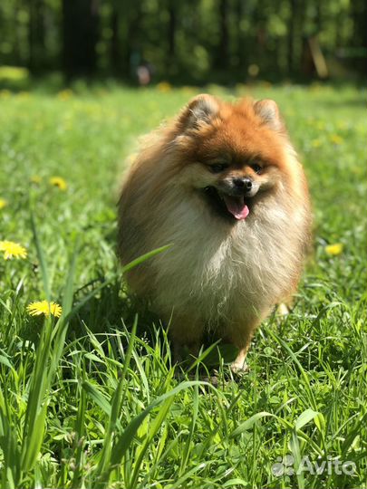 Шпиц кобель вязка