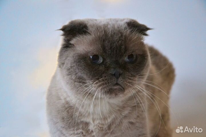 Кошка в добрые руки