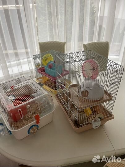 Хомяк отдам в добрые руки