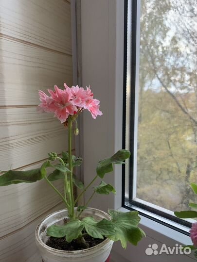 Пеларгония/герань