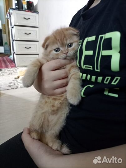 Шотландская