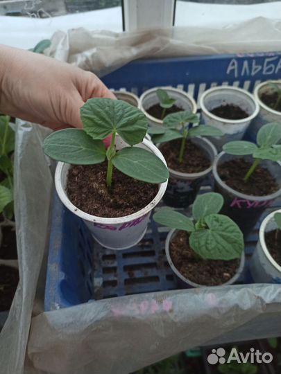 Рассада огурцов