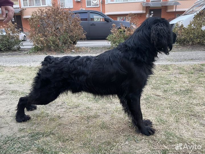 Спаниель мальчик