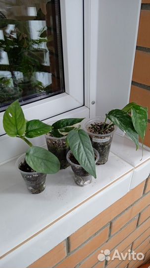 Комнатные растения цветы