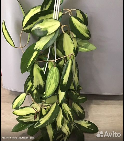 Хойи на срез