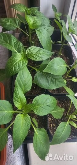 Рассада томатов перцев баклажан