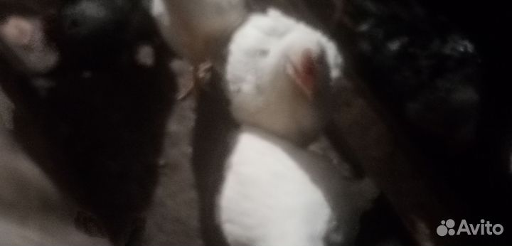 Домашние куры бройлеры живым весом