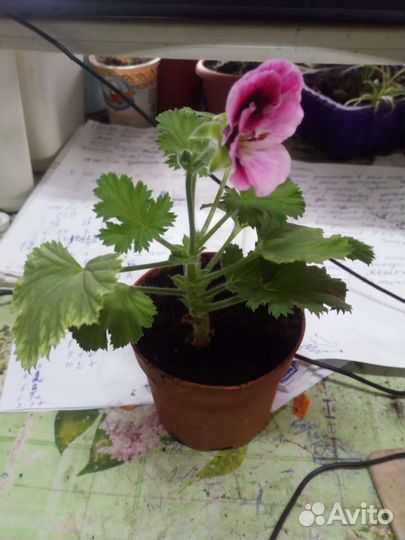 Комнатные цветы