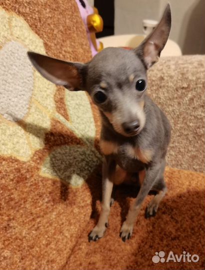 Вязка mini Той-терьер