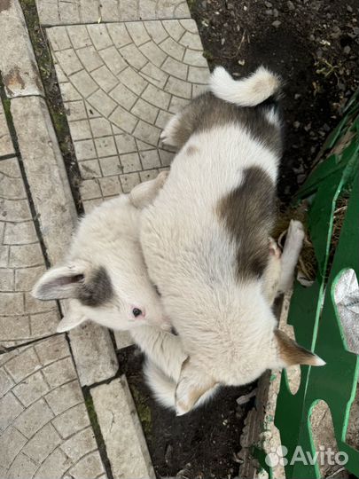 Щенки западно сибирской лайки