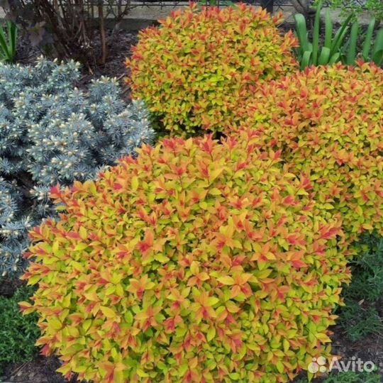 Спиреи: Голд Флейм (Goldflame),Кантонская ланцеата