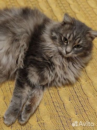 Кастрирован.Роскошный кот Барон