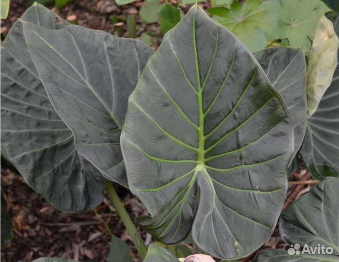 Клубни коразон, регал шилдс, сильвер драгон