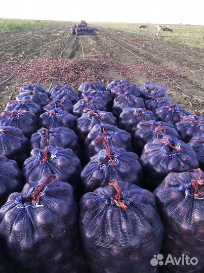 Лук от производителя