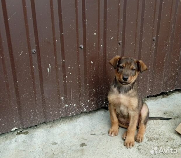 Щенок ищет дом