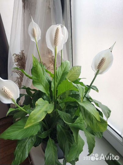 Спатифиллум