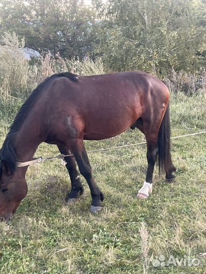 Жеребец 4 гола обмен