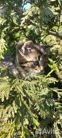 Отдам в добрые руки