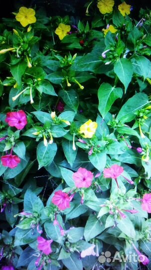 Цветы мирабилис