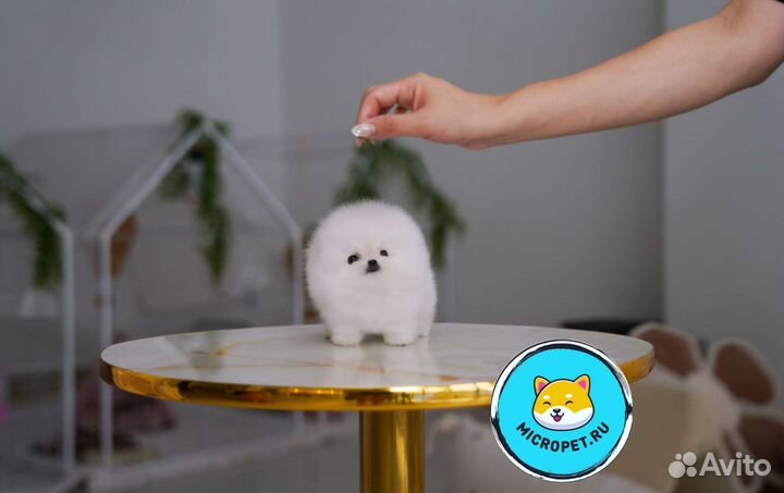 Померанский шпиц Микро из Кореи