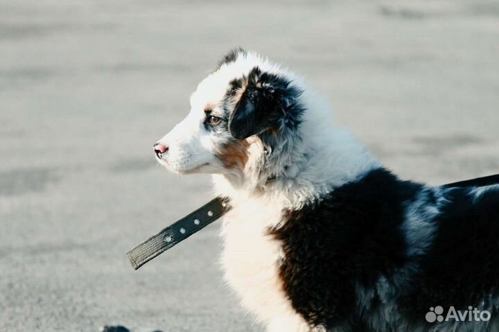 Девочка аусси