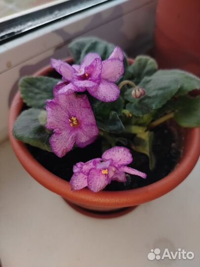 Фиалки листочками