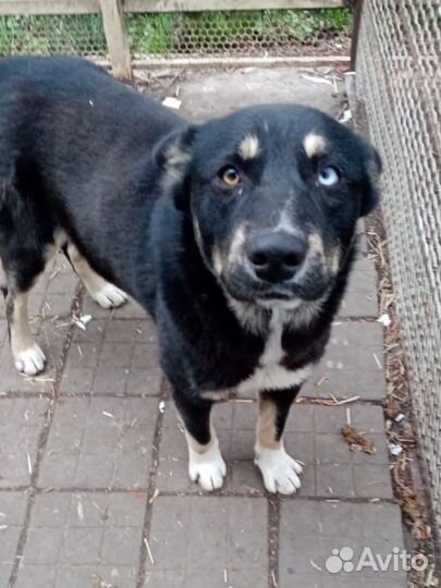 Собака хаски + овчарка