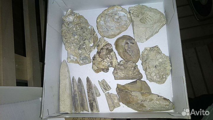 Окаменелости. Аммониты. Белемниты. Палеонтология