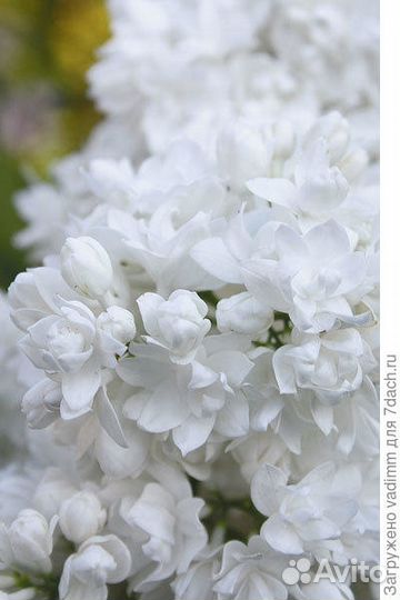 Сирень белая махровая запах ландышей зкс