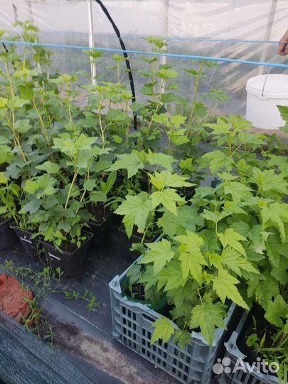 Саженцы черной и Красной смородины