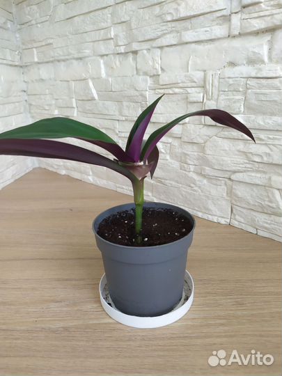 Традесканция Рео