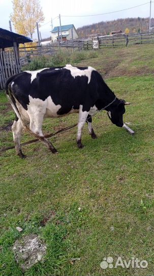 Корова высокоудойная