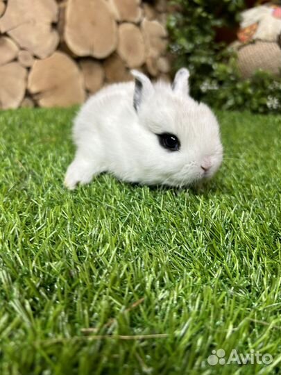 Мини кролики