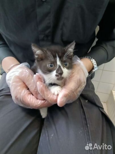 Котенок в добрые руки