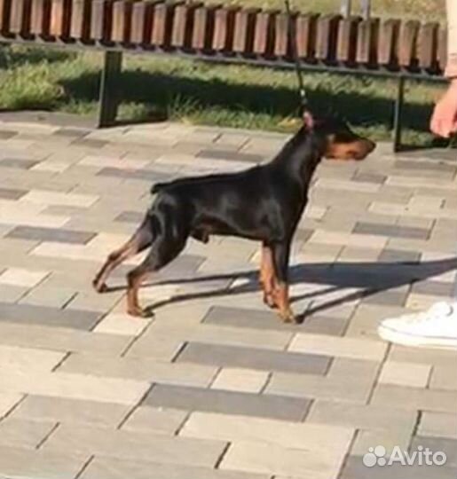 Вязка цвергпинчер