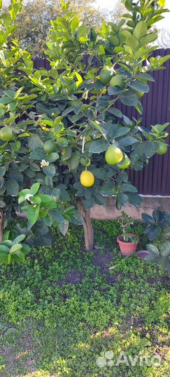 Лимонное дерево