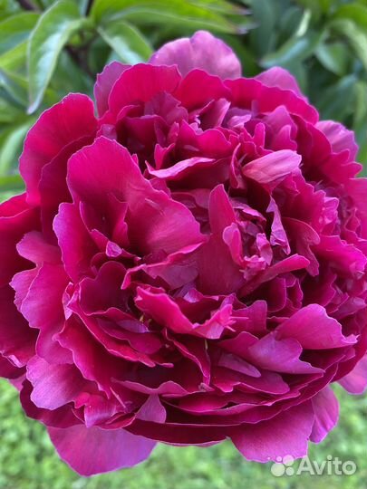 Пионы. Рекомендации по уходу и посадке