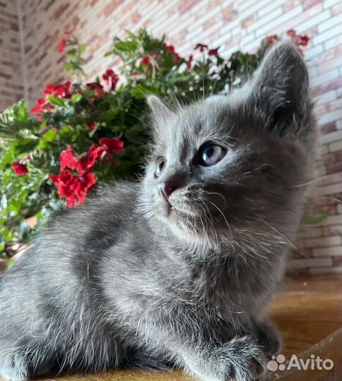 Самые красивые котятки