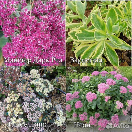 Суккуленты (очитки, седумы, юкка и др.) для сада