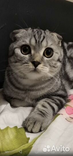 Вязка с вислоухим шотландским котом