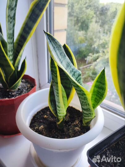 Сансевиерия