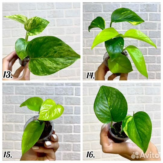 Эпипремнумы сциндапсусы