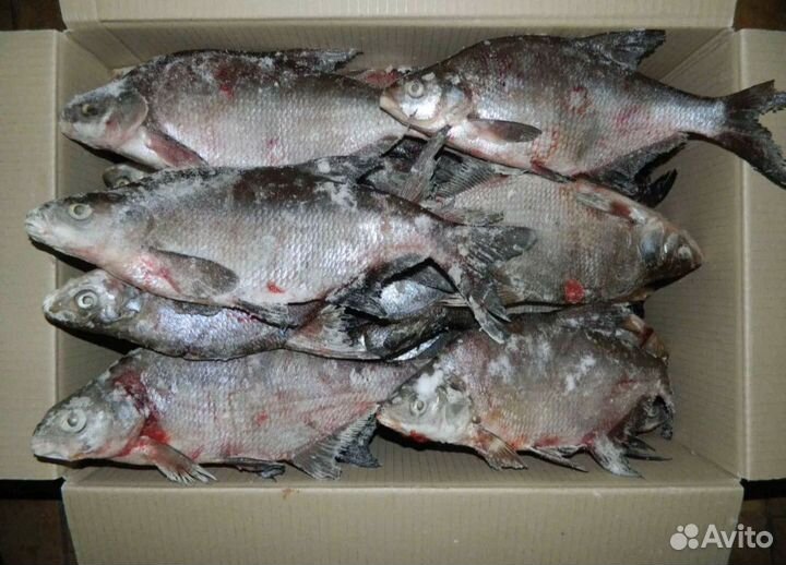 Лещ солёный, замороженный, на корм животным